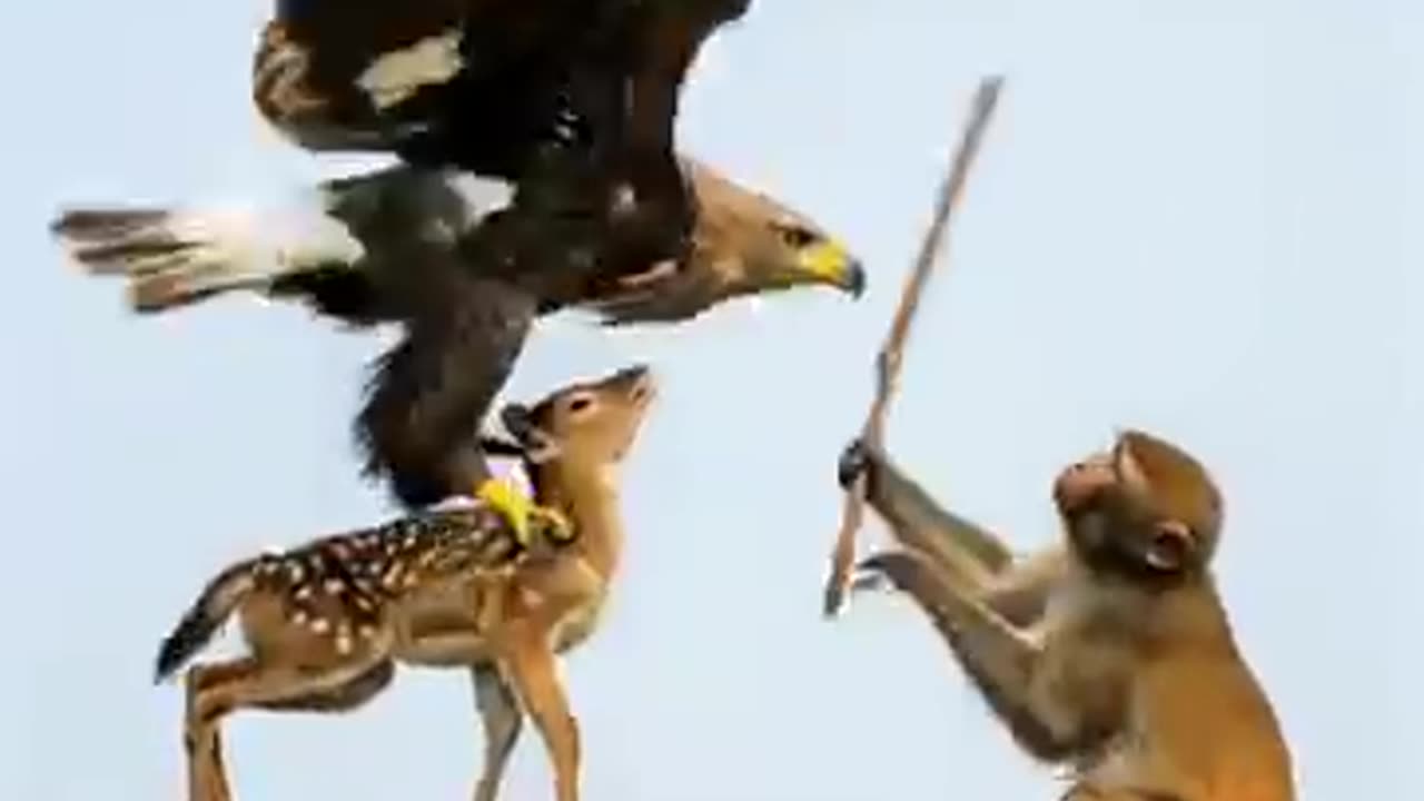 Amazing: This is True Friendship! Monkey Fights an Eagle Alone to Save a Fawn. ❤