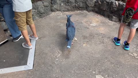Cameron’s first time going to a zoo