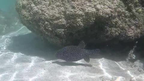 Spotted Pufferfish in La Paz Mexico