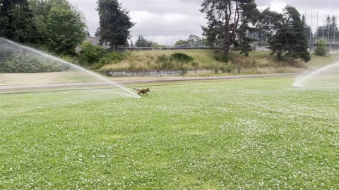Tokala vs the sprinklers 29320982098