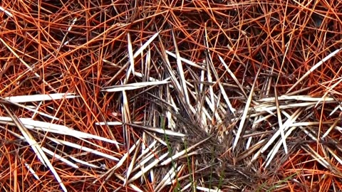 Porcupine Quills