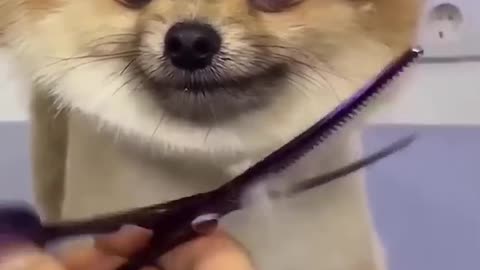 Cute Pomeranian grooming teddy style