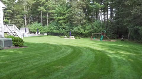 How to OVERSEED an UGLY LAWN in SPRING
