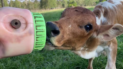 Eager Calf Hand-Fed Milk Bottle on Golden Hill Farm