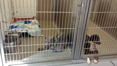 Rebel-left 11y A870950 harrys haven kennel 222 PACC shelter I gave him space wished for20250723932