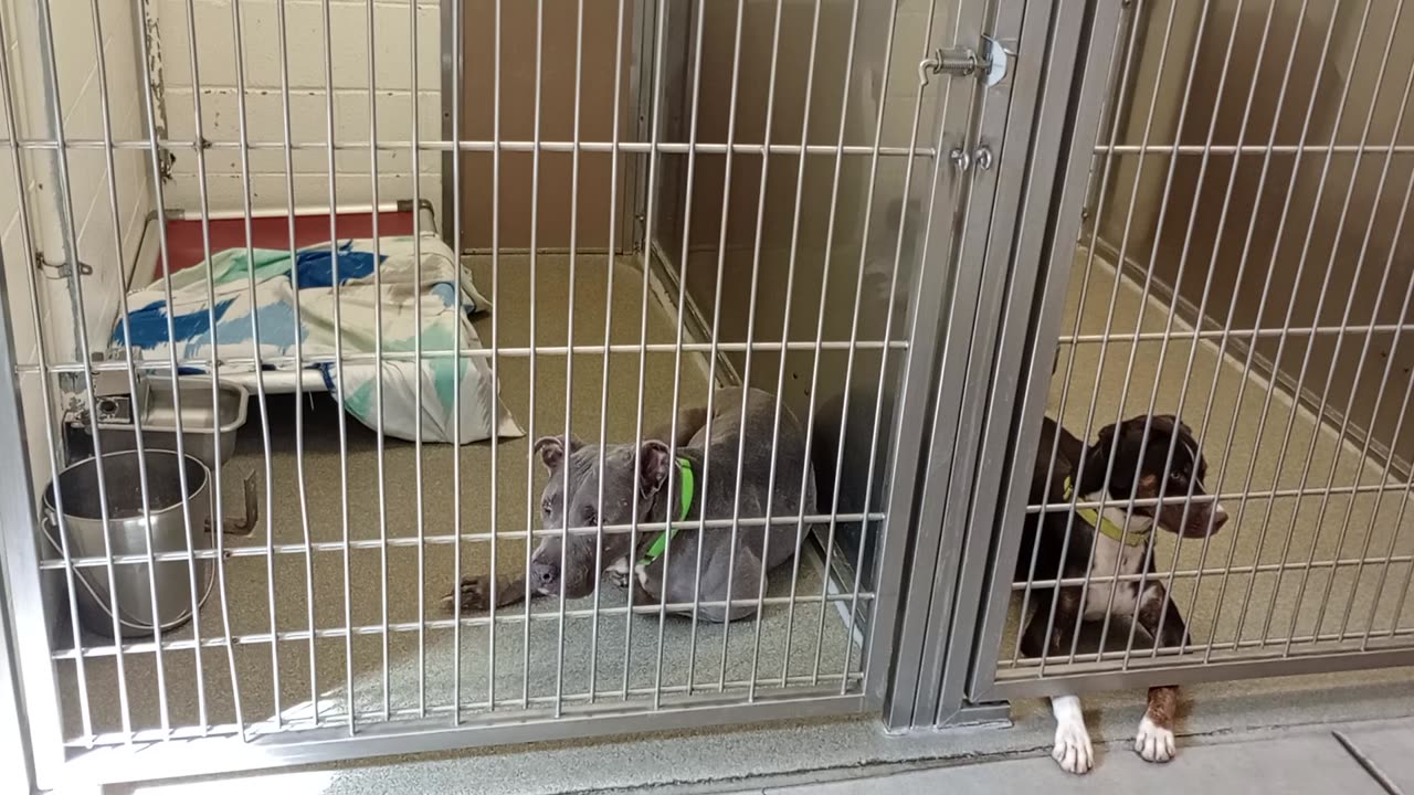 Rebel-left 11y A870950 harrys haven kennel 222 PACC shelter I gave him space wished for20250723932