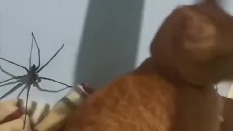 Playful Kitty: 31 Seconds of Pure Cuteness