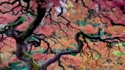Nature’s Masterpiece 🌳🍁 | The Beauty of Every Branch