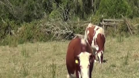 cow