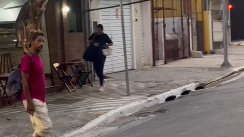Dog Crosses Busy Street Balancing On Owner's Shoulders And Head