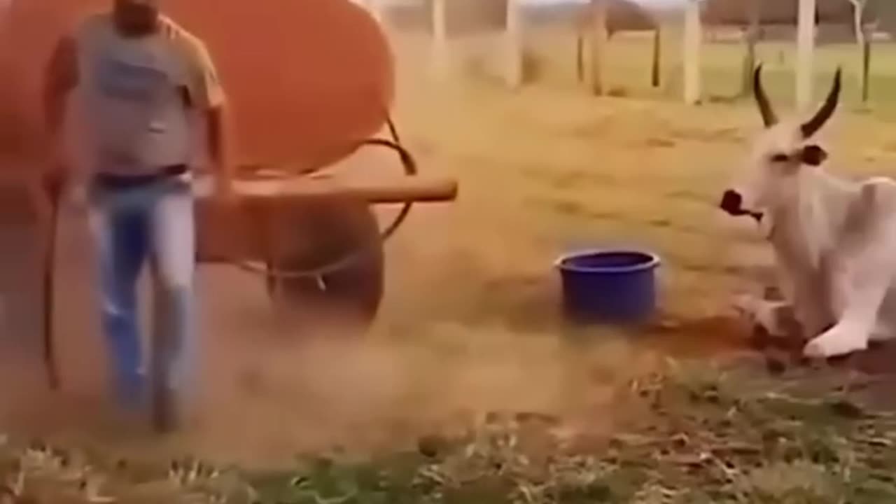 animal funny