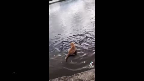 Cats are seriously incredibly hunters. Multiple clips