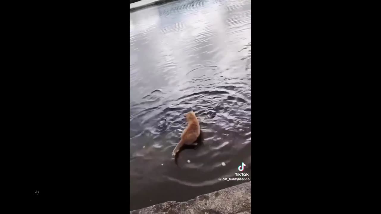 Cats are seriously incredibly hunters. Multiple clips