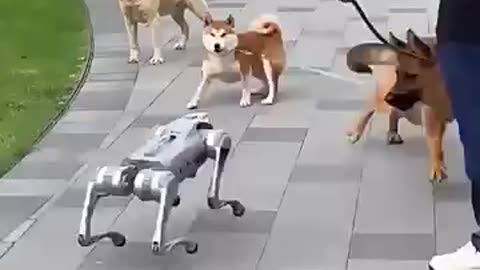 Robot_Scares_Dog,_But_Cat_Stays_Cool_#trending_#animals_#wildlife_#cat_#dog_#shorts