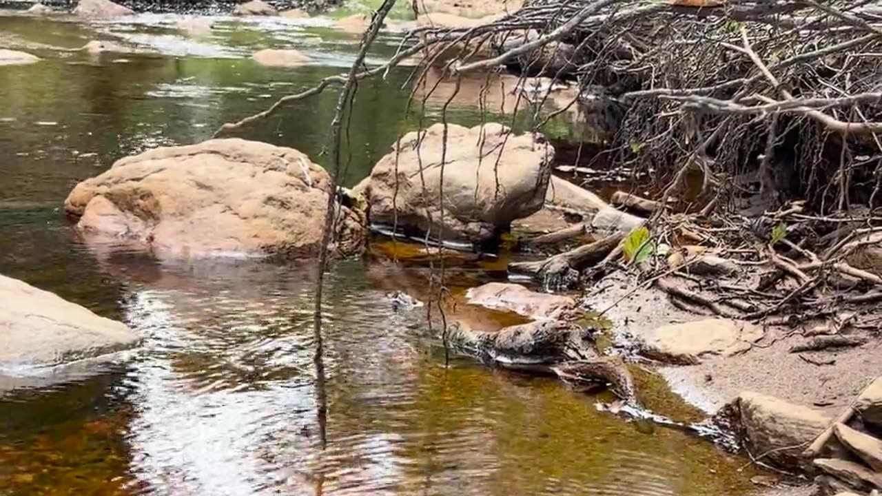 😮💡 What Is This Bug Doing? Planting Eggs or A System Error? | FeedMyCuriosity
