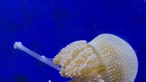 A Jellyfish Underwater