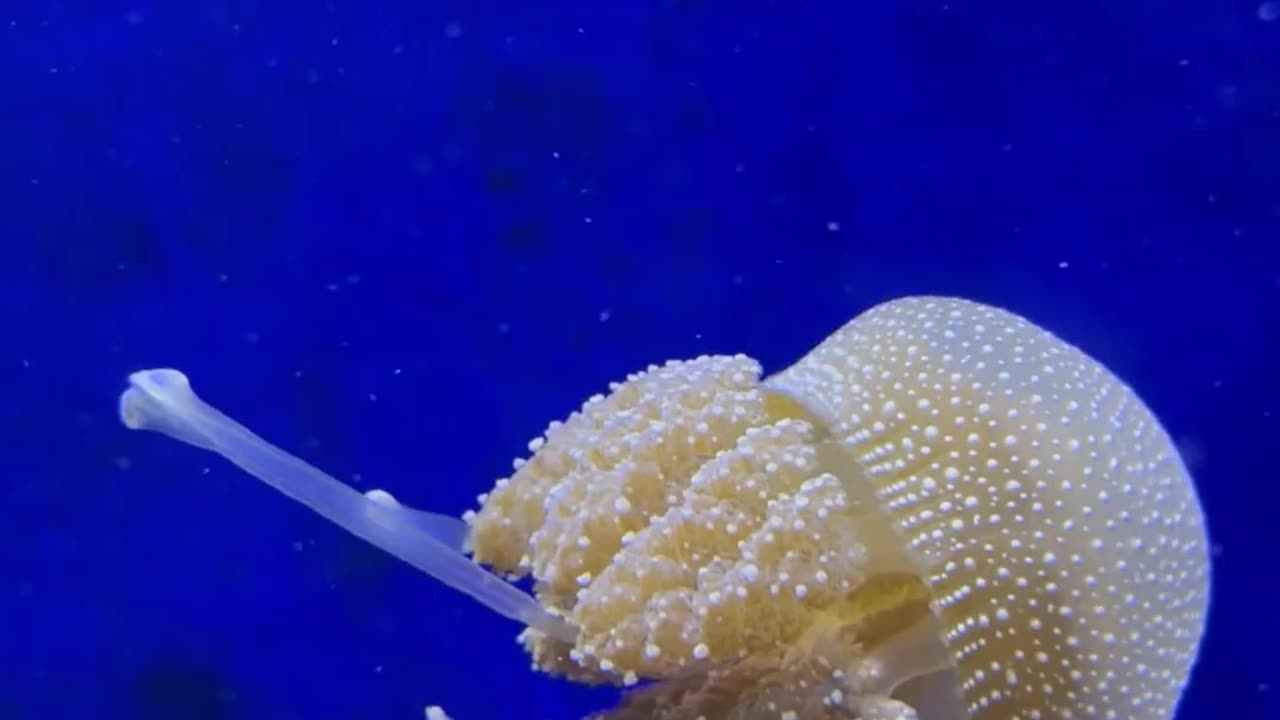 A Jellyfish Underwater