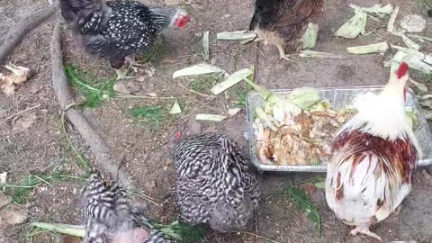 Do chickens like strawberries?