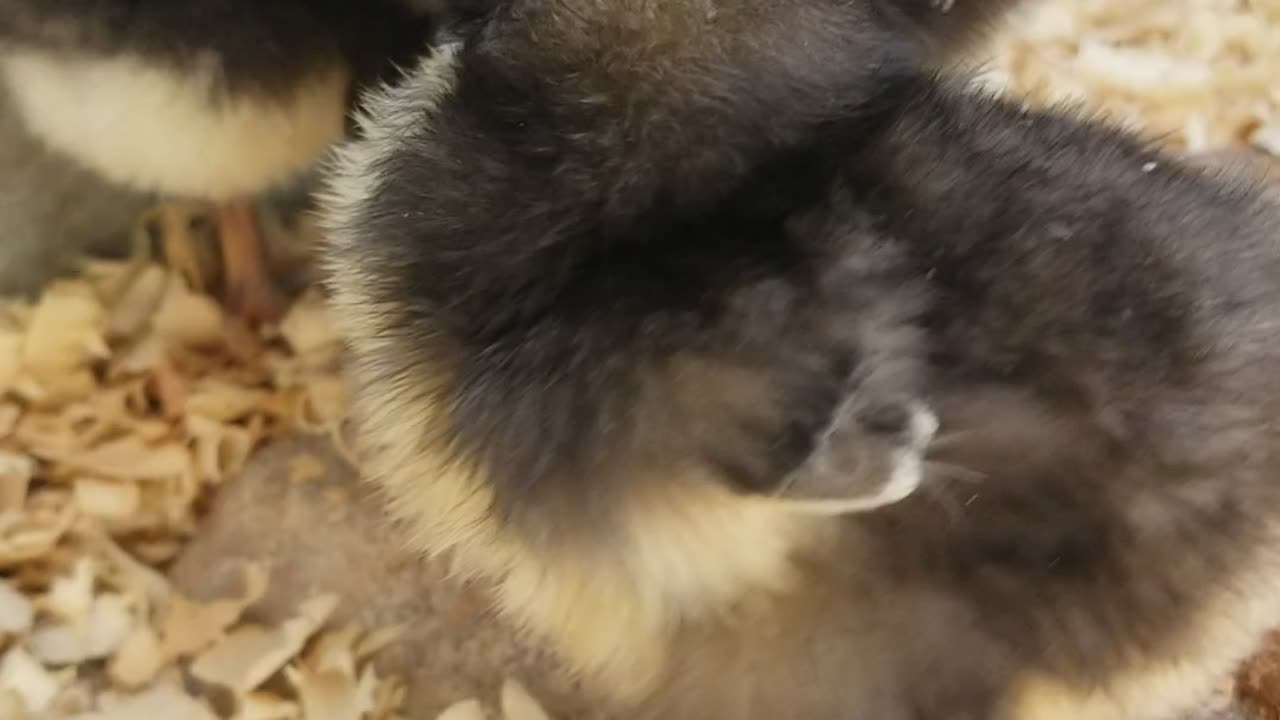 Chicks