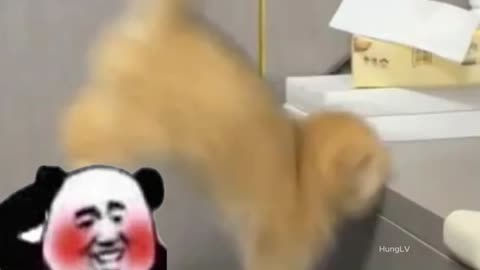 Funniest Pet Moments of the Week