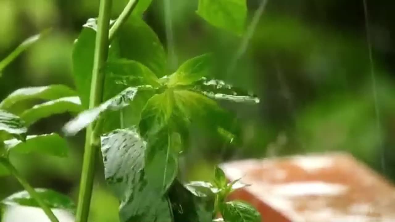 Relaxing Rain Sounds 3