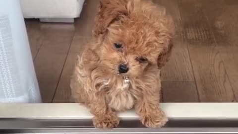 Cutest Puppy Ever? 😍🐶 Too Cute to Handle!