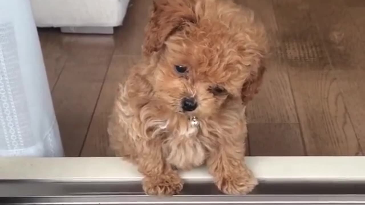 Cutest Puppy Ever? 😍🐶 Too Cute to Handle!