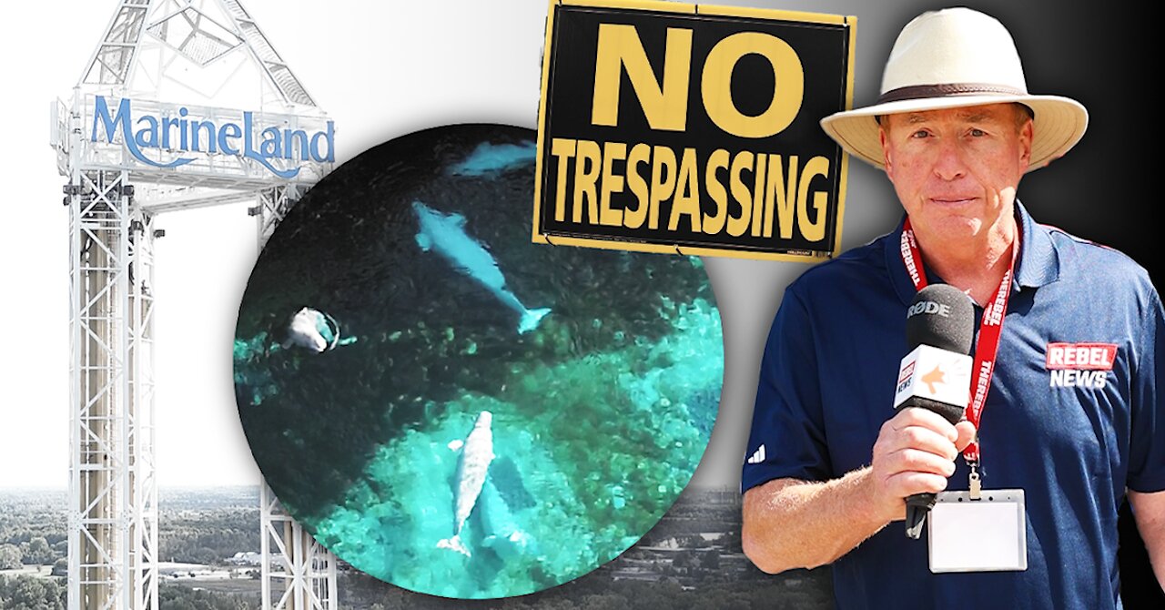 Marineland under scrutiny as beluga whale and harbour seal pass away