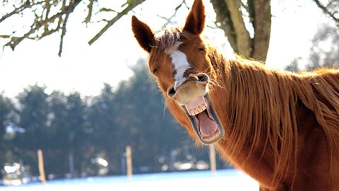 Hilarious Animal Videos Ever Part ∞