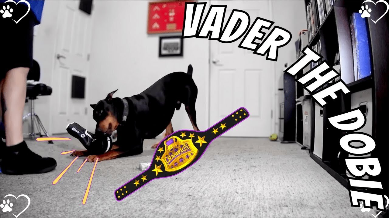 Dobie Boxing Championship 🥊 Vader vs Dad | Full Replay Chaos