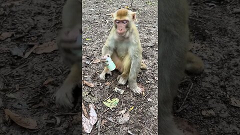Are all monkeys so clean?