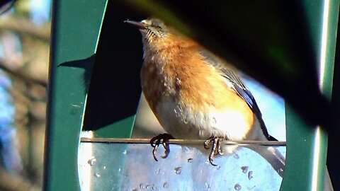 Bluebird