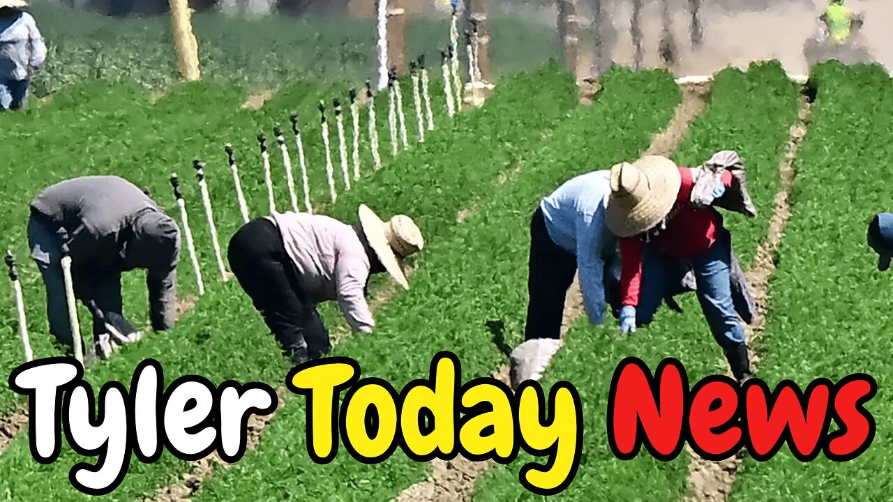 Illegals fear deportation & Trump considers amnesty because they farm "naturally" | Tyler Today News