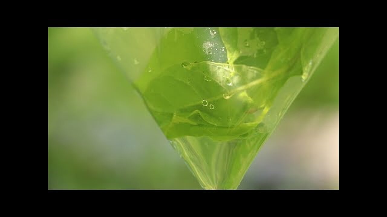 How To Get Water From A Tree Branch