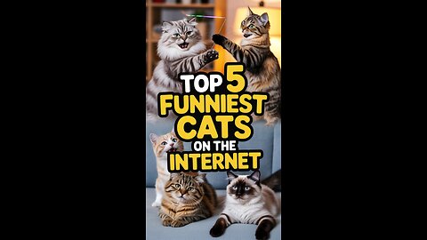 Top 5 Funniest cats