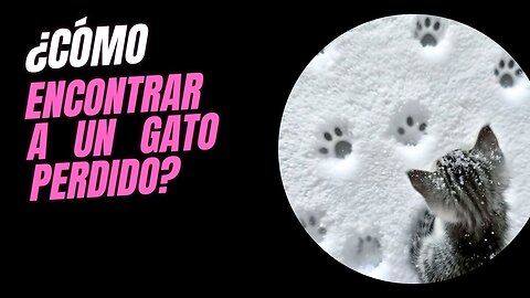 ¡URGENTE! 🔍 Cómo Encontrar a Tu Gato Perdido: Guía COMPLETA 🐾