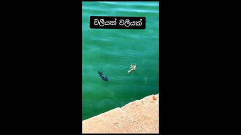 fish and crab fighting