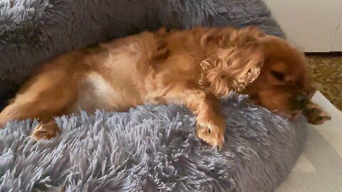 🌧️ 💤🐕🛏️❤️