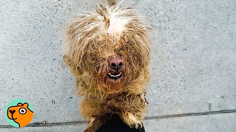 Matted Dog Can't Believe How Haircut Changed Him! | Cuddle Buddies