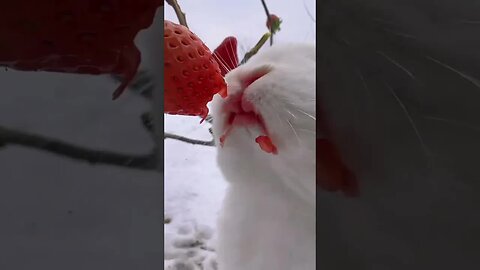 This little mouth is as cute as a juicer. The rabbit is a cute little pastoral pet.