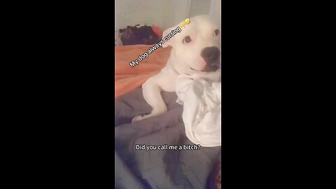 POV Your dog Roasts your life choices 😂