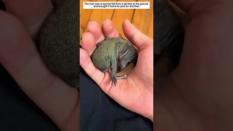 The man found a squirrel falling out of the nest and became his daddy