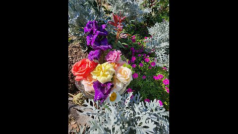Planting Proven Winners Petunias in Prepared Soil