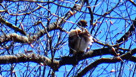 Broad-winged hawk
