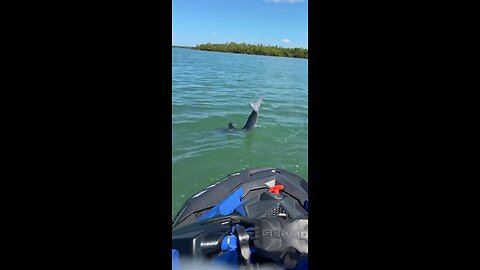 Livestream Highlights | Baby Dolphins Splash Me!