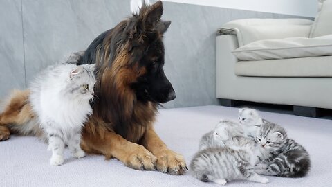 Mom Cat Tells Kittens German Shepherd Is Safe🐶😺😺