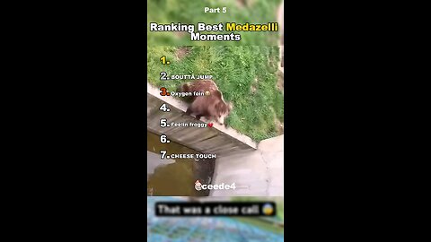 Try Not to Laugh: Hilarious Animal Moments That Broke the Internet! 😄😄