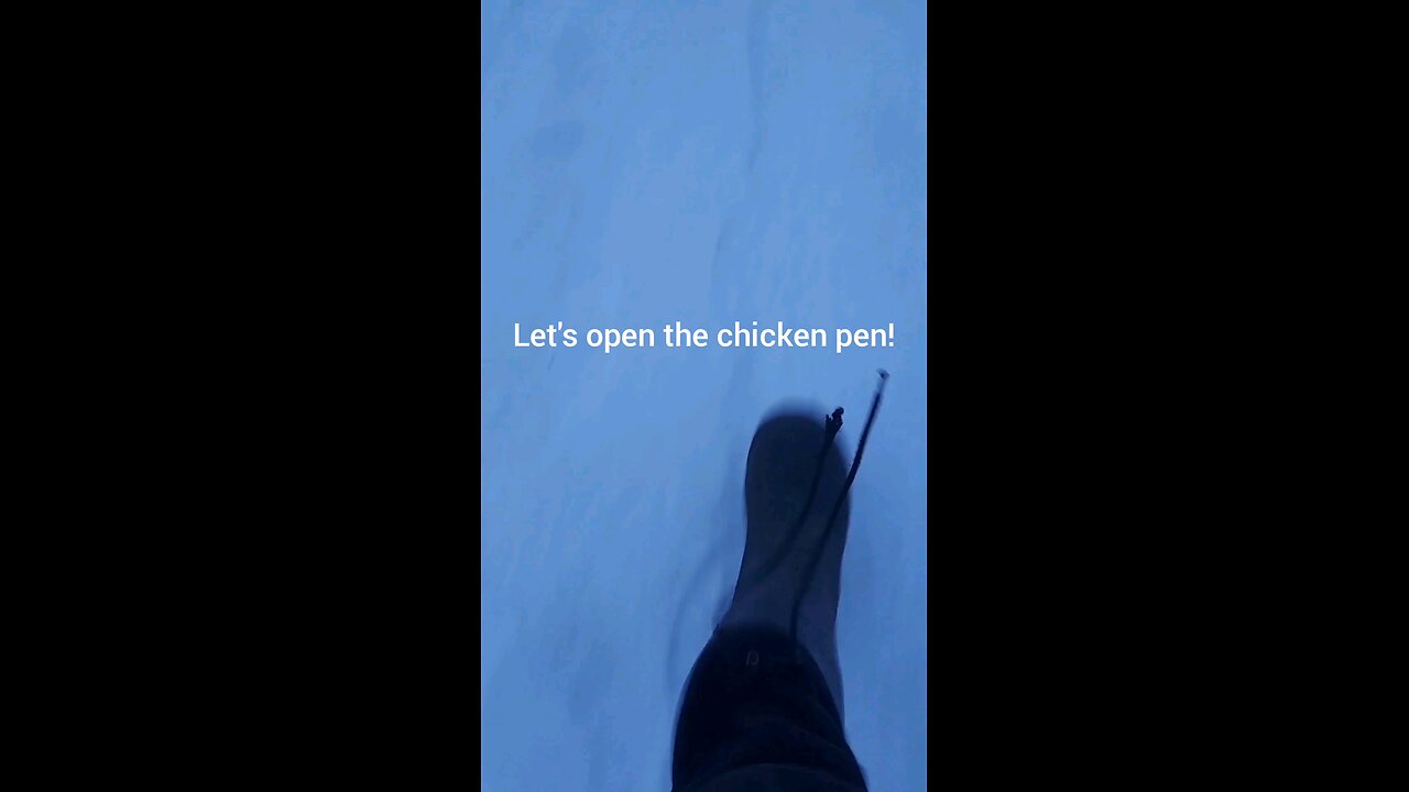 Let's wake up the chickens!