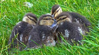 The 4 Mallard Duck Ducklings Sleep Pile