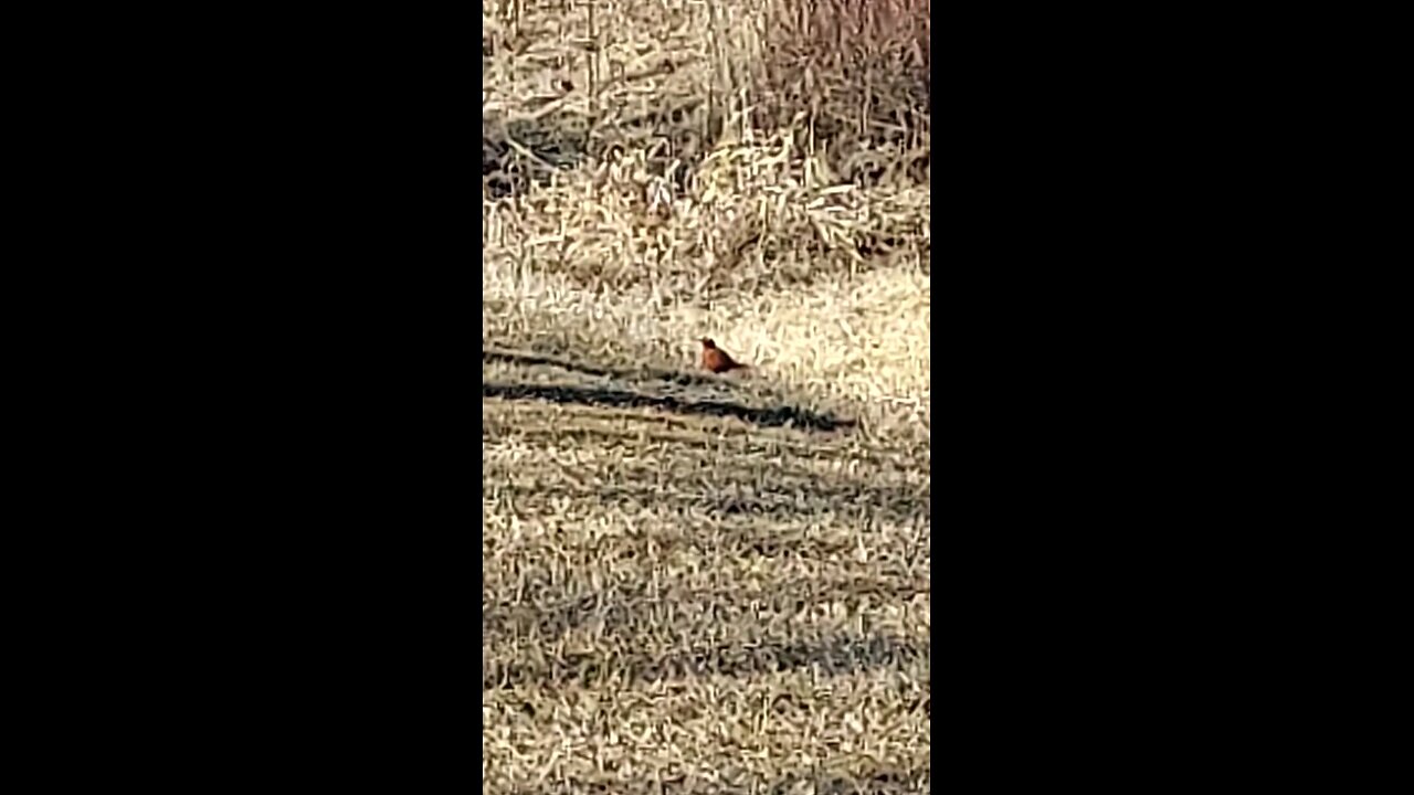 First Robin seen of the year.